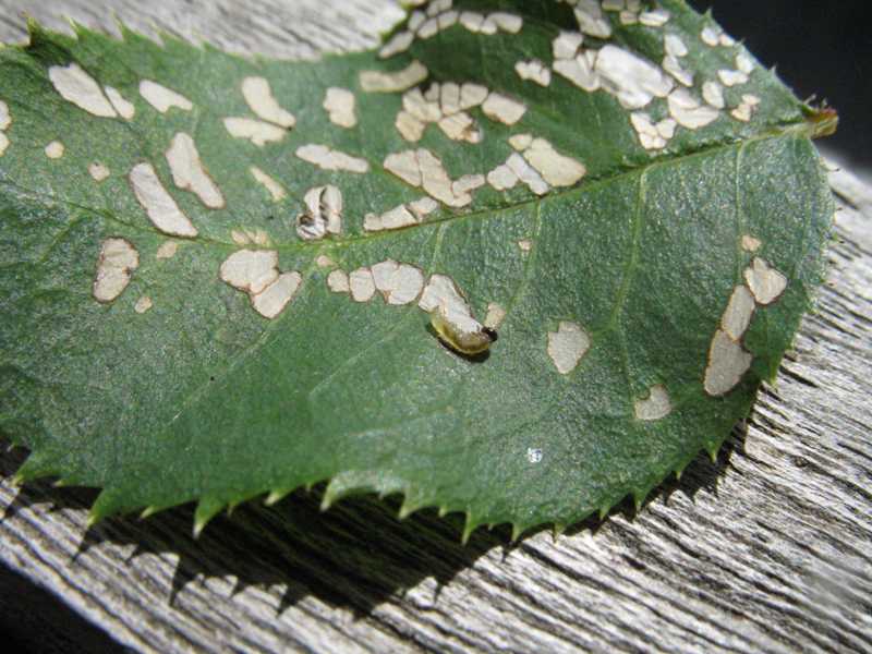 Rose and pear slugs (sawflies)